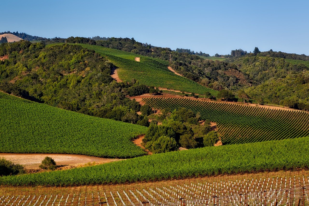 Navigating the Napa Valley California's Wine Country Unveiled