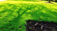 lawn care spring revitalization