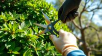 proper shrub and tree pruning