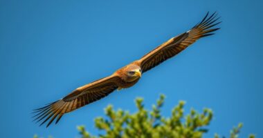 top wildlife telephoto lenses