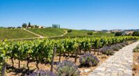 scenic vineyards and attractions