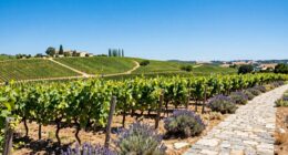 scenic vineyards and attractions