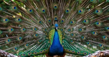 top wildlife camera lenses